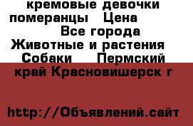 кремовые девочки померанцы › Цена ­ 30 000 - Все города Животные и растения » Собаки   . Пермский край,Красновишерск г.